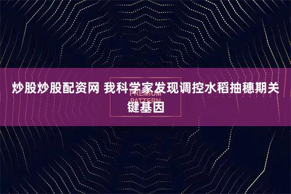 炒股炒股配资网 我科学家发现调控水稻抽穗期关键基因