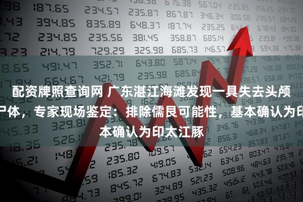 配资牌照查询网 广东湛江海滩发现一具失去头颅的海兽尸体，专家现场鉴定：排除儒艮可能性，基本确认为印太江豚